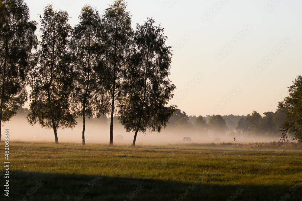 A forest with the rising sun - a beautiful dawn in the forest, Barycz Valley, Poland A forest with the rising sun - a beautiful dawn in the forest, Barycz Valley, Poland