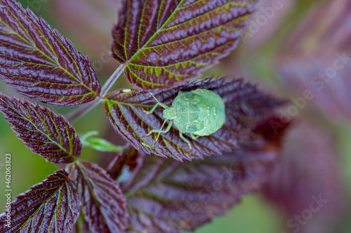 Southern green stink bug, southern green shield bug, green vegetable bug photo