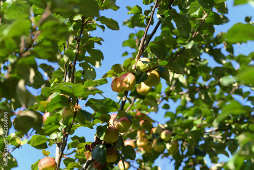 Ripened apples on a tree in autumn.
