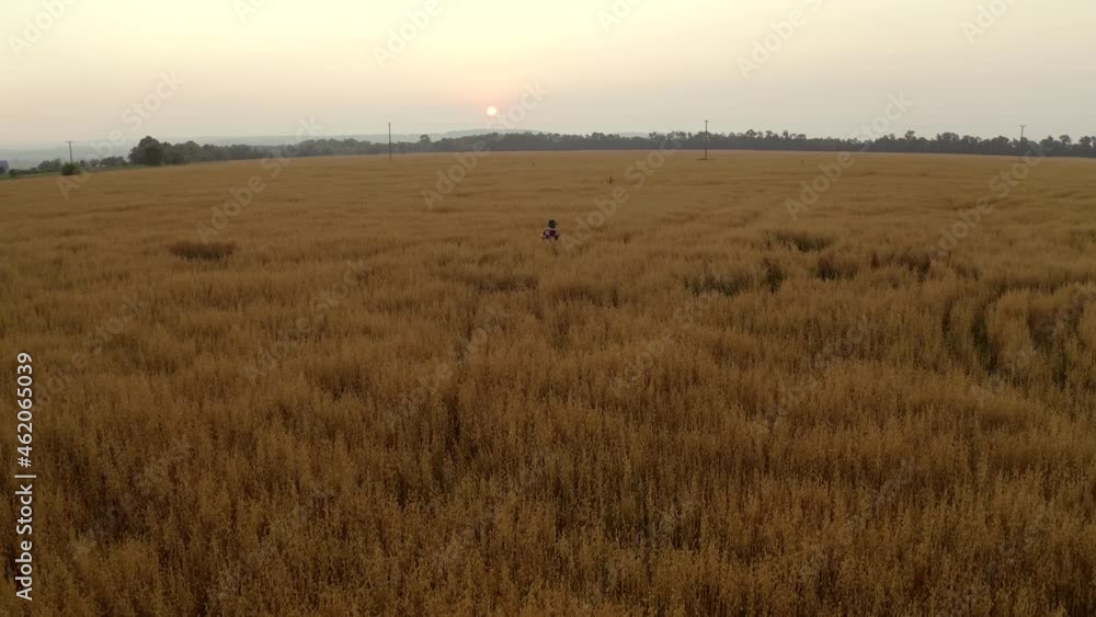 4K Aerial view. Young beautiful woman with braids in long dress, shawl and hat walking in yellow oat or wheat field at sunset. Drone follow her. Back view. Rural landscape. Alone on nature. Summer 4K Aerial view. Young beautiful woman with braids in long dress, shawl and hat walking in yellow oat or wheat field at sunset. Drone follow her. Back view. Rural landscape. Alone on nature. Summer
