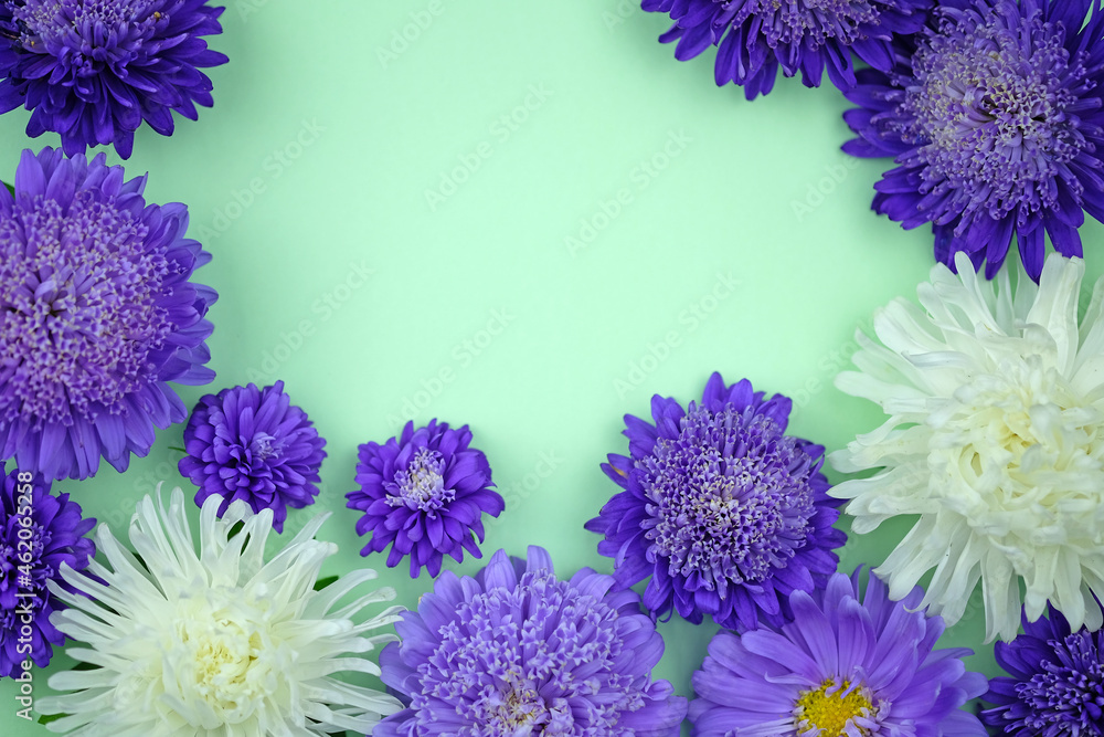 Aster flowers on green background flat lay. Floral background with empty place for text. Frame with purple flowers. Copy space greeting card. Aster flowers on green background flat lay. Floral background with empty place for text. Frame with purple flowers. Copy space greeting card.