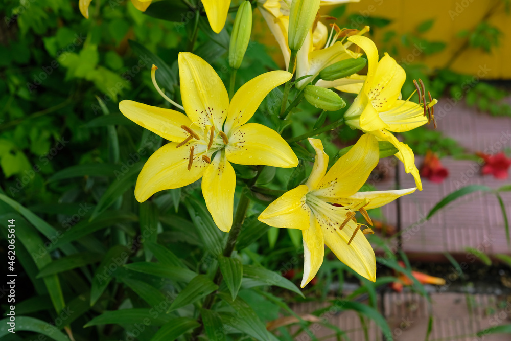 Large yellow lily on a flower bed in the park. Beautiful branch of yellow lily close-up. Bright summer flowers in the garden. Large yellow lily on a flower bed in the park. Beautiful branch of yellow lily close-up. Bright summer flowers in the garden.