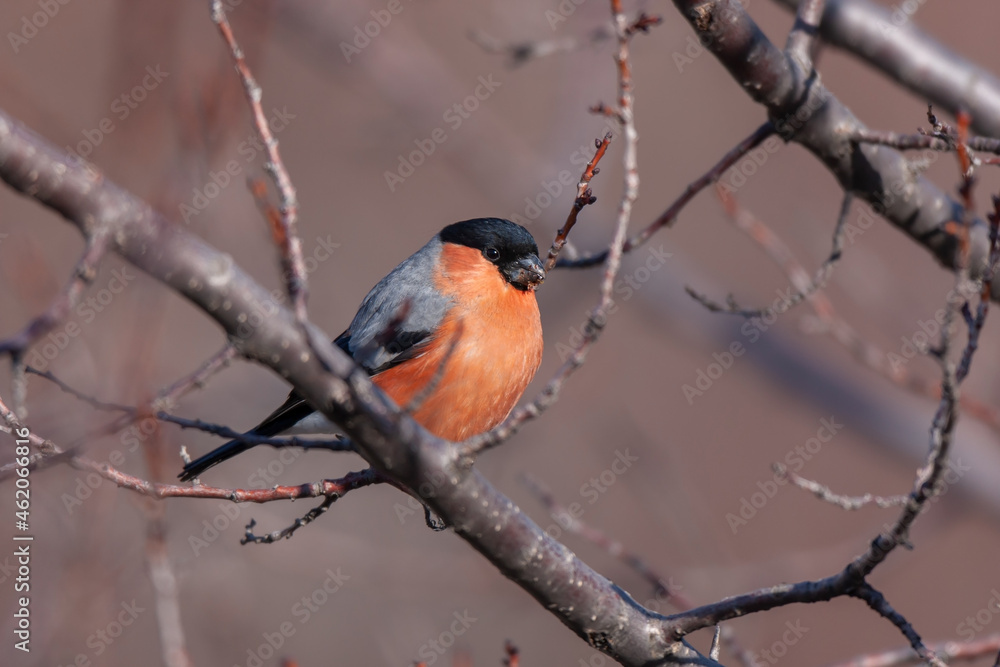 Eurasian Bullfinch (Pyrrhula pyrrhula) perched on a tree branch Eurasian Bullfinch (Pyrrhula pyrrhula) perched on a tree branch