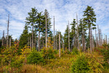 Dead forest due to air pollution in the Silesian Beskids in Poland