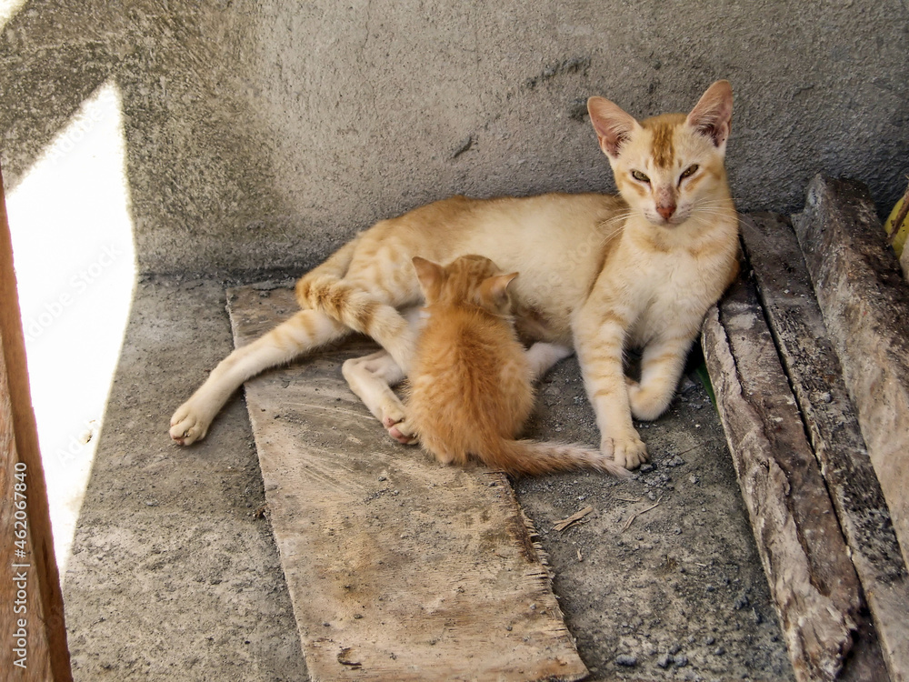 Mother cat with her little baby on the Philippines November 1, 2009 Mother cat with her little baby on the Philippines November 1, 2009