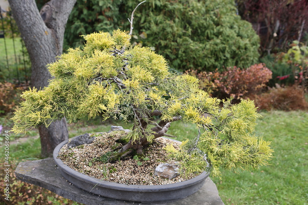 Bonsai, little tree in traditional Japanese garden. Bonsai tree. Bonsai ...