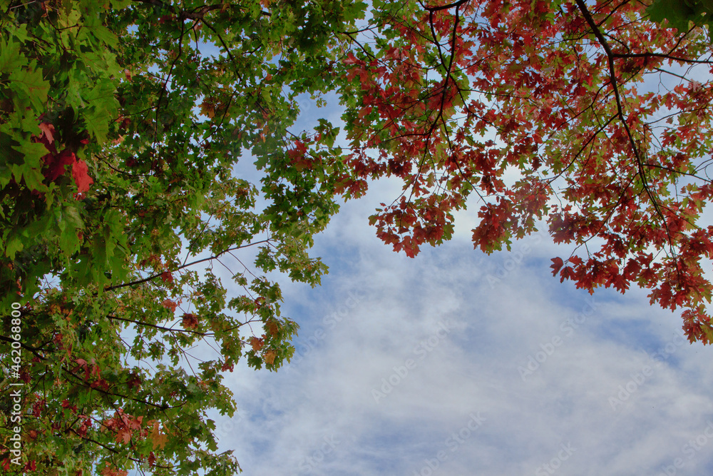 Herbstblätter am Baum