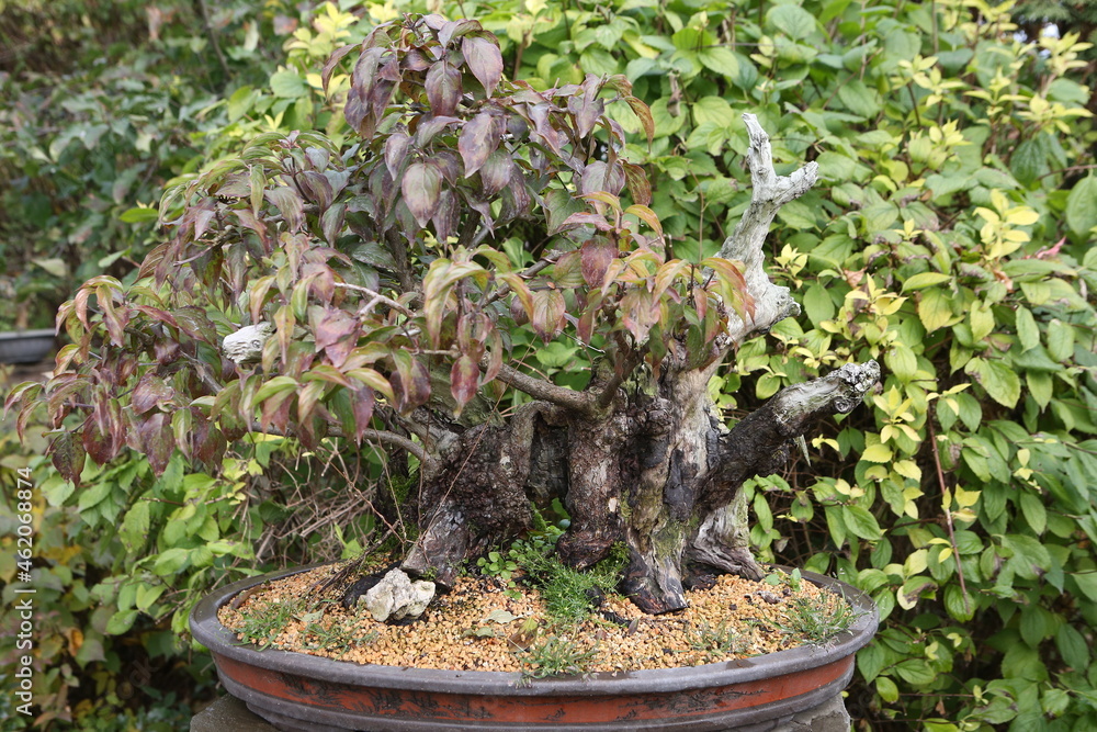 Bonsai, little tree in traditional Japanese garden. Bonsai tree. Bonsai