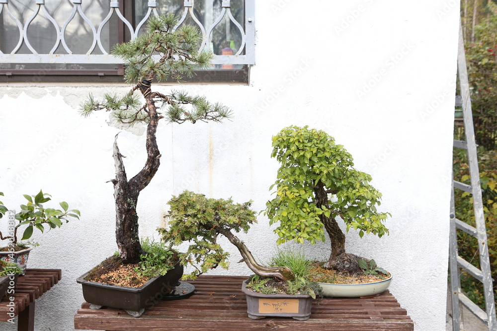 Bonsai, little tree in traditional Japanese garden. Bonsai tree. Bonsai ...