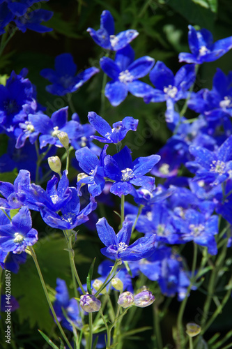 Full frame close-up selective focus view of radiant blue wildflowers