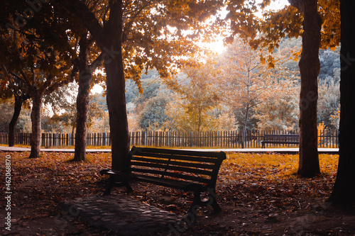 Bench surrounded by fallen leaves in a park in autumn. Copy space.