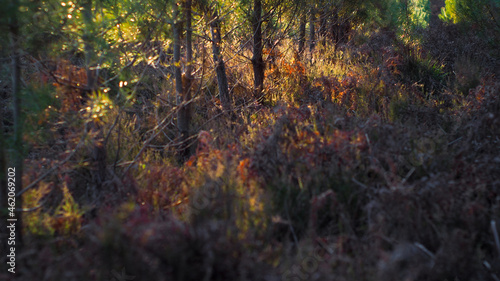 Paysage de la forêt des Landes de Gascogne, baignée d'une douce lumière orangée