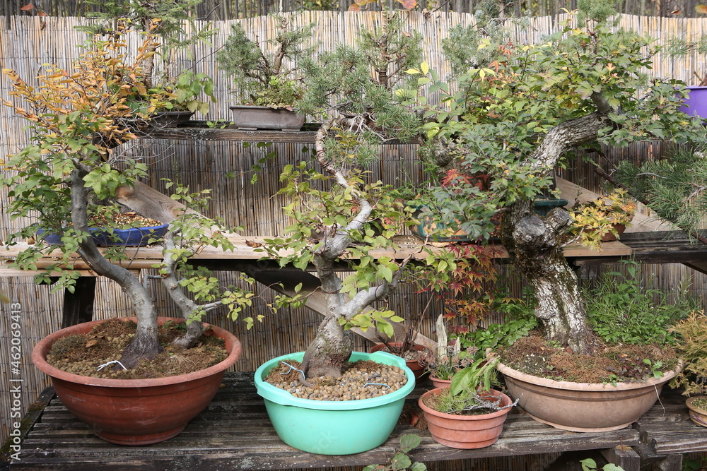 Bonsai, little tree in traditional Japanese garden. Bonsai tree. Bonsai