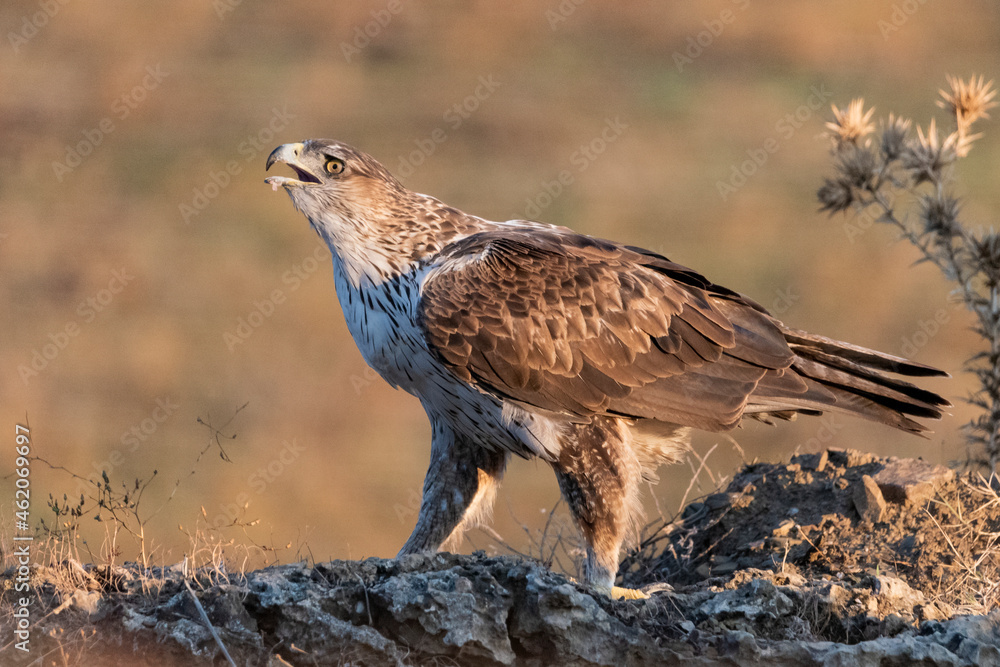 Obraz premium Aguila perdicera (Aquila fasciata)