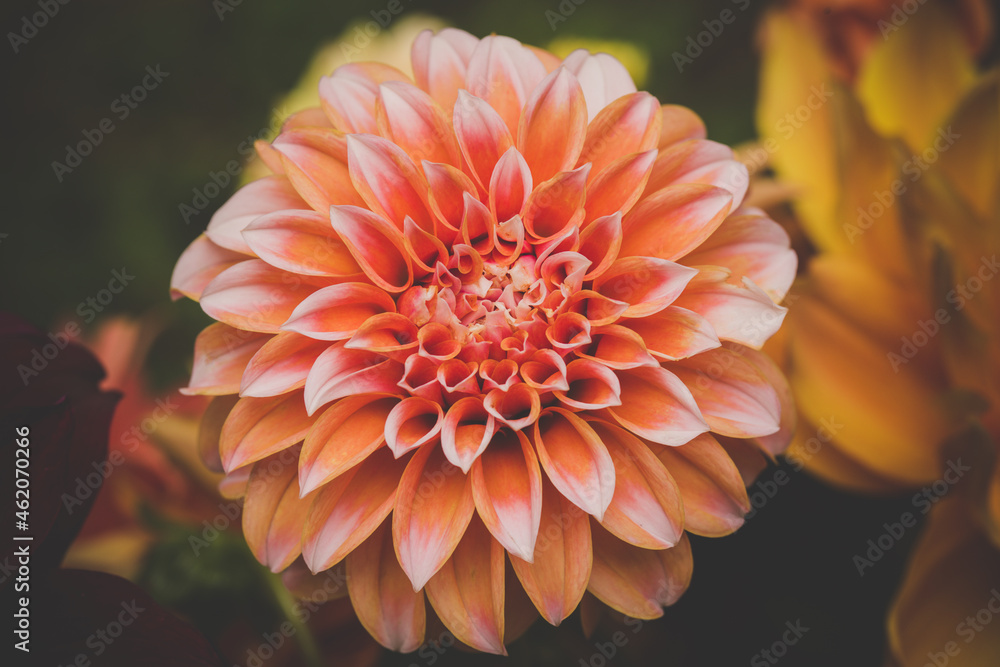 peach ball dahlia Stock Photo Adobe Stock