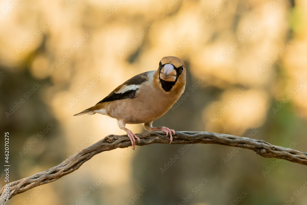 Obraz premium Picogordo común en una rama con fondo dorado bañado por el sol (Coccothraustes coccothraustes)​ Adamuz Córdoba Andalucía España 