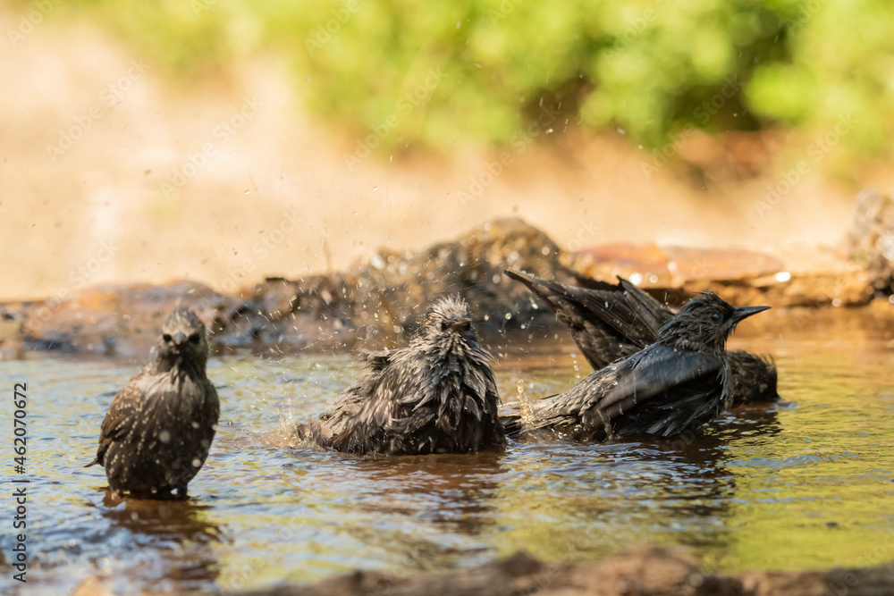 Fototapeta premium estorninos negros y pintos bañándose y salpicando agua (Sturnus vulgaris) ​ (Sturnus unicolor) Adamuz Córdoba Andalucía España 