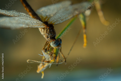 Odonata.Dragonfly