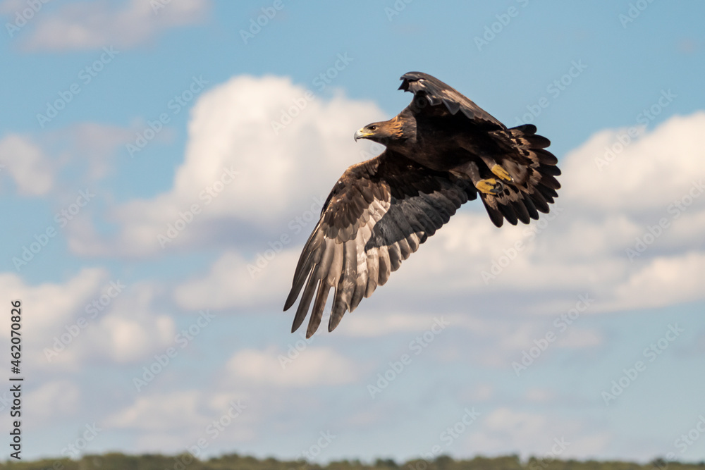 Obraz premium Águilas real en vuelo sobre un cielo azul con nubes (Aquila chrysaetos) Adamuz Córdoba Andalucía España 