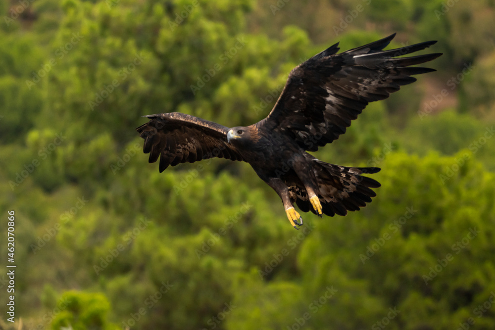 Fototapeta premium águila real en vuelo sobre un bosque de pinos (Aquila chrysaetos) Adamuz Córdoba Andalucía España