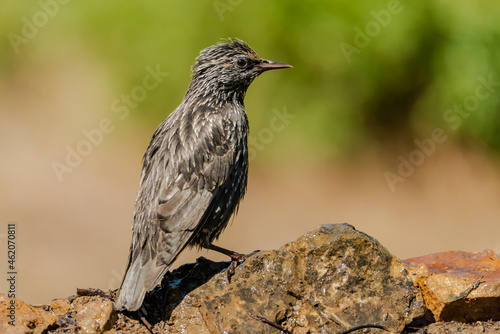  estornino negro​ (Sturnus unicolor)