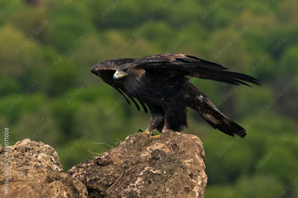 Fototapeta premium águila real cerrando las después de llegar al posadero (Aquila chrysaetos) Adamuz Córdoba Andalucía España 