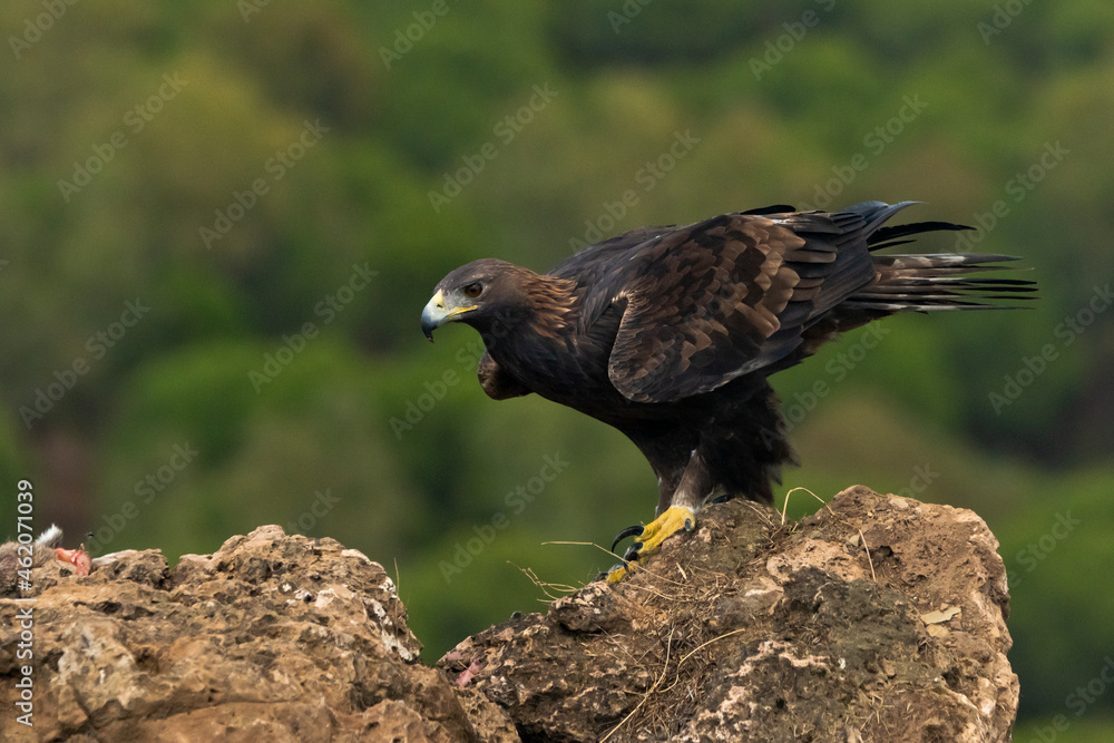 Fototapeta premium águila real en un posadero de rocas con un pinar al fondo (Aquila chrysaetos) Adamuz Córdoba Andalucía España 