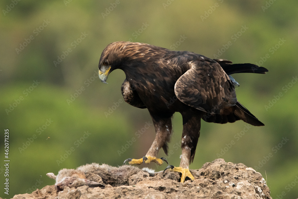 Fototapeta premium águila real en el suelo sobre una gran roca (Aquila chrysaetos) Adamuz Córdoba Andalucía España 