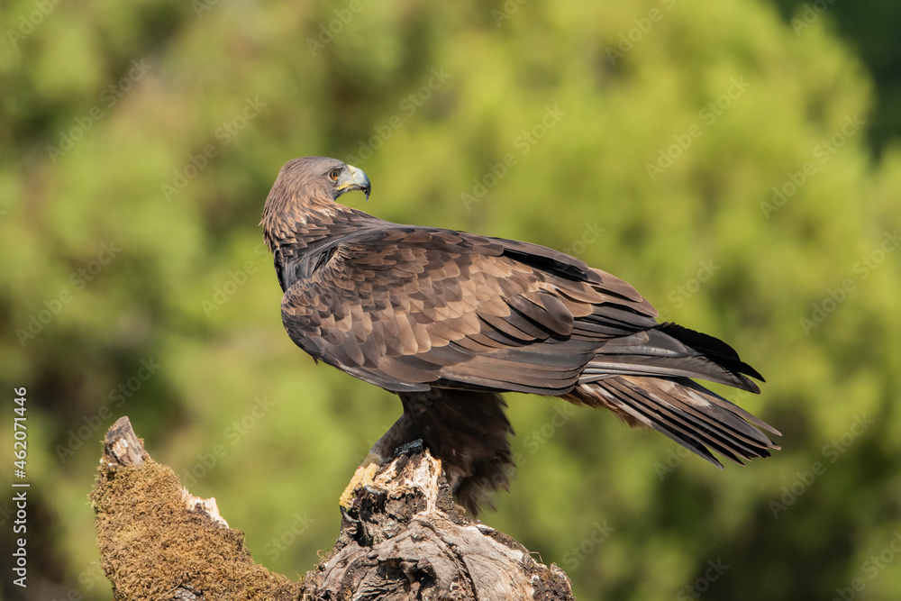 águila real en su posadero de perfil mirando hacia atrás (Aquila chrysaetos) Adamuz Córdoba Andalucía España águila real en su posadero de perfil mirando hacia atrás (Aquila chrysaetos) Adamuz Córdoba Andalucía España