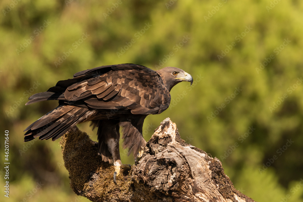 Fototapeta premium águila real posada en un viejo tronco con musgo en el bosque cordobés (Aquila chrysaetos) Adamuz Córdoba Andalucía España 