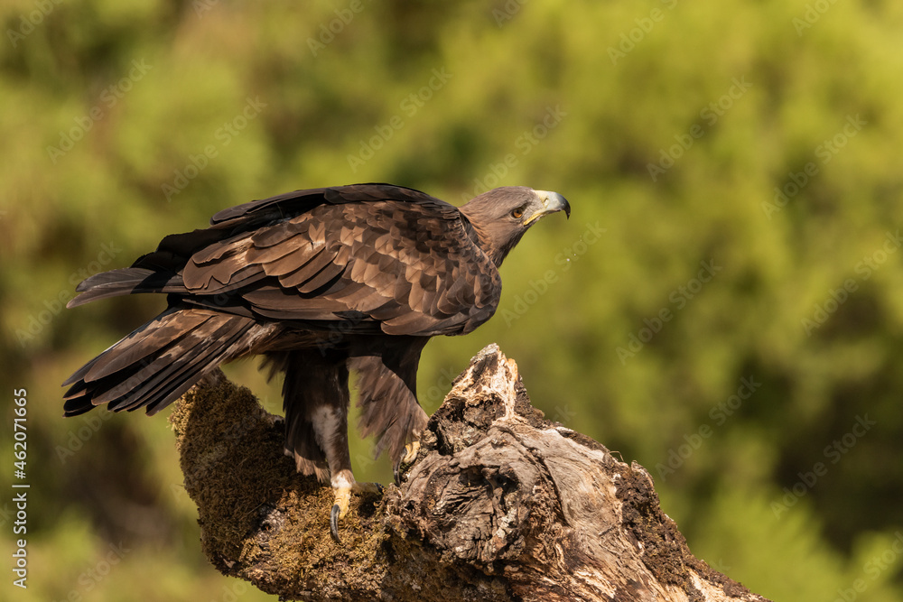 Fototapeta premium águila real posada de perfil en un tronco con musgo (Aquila chrysaetos) Adamuz Córdoba Andalucía España 