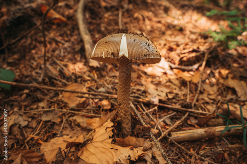 Brown Boletus mushroom on the ground in the autumn forest photo