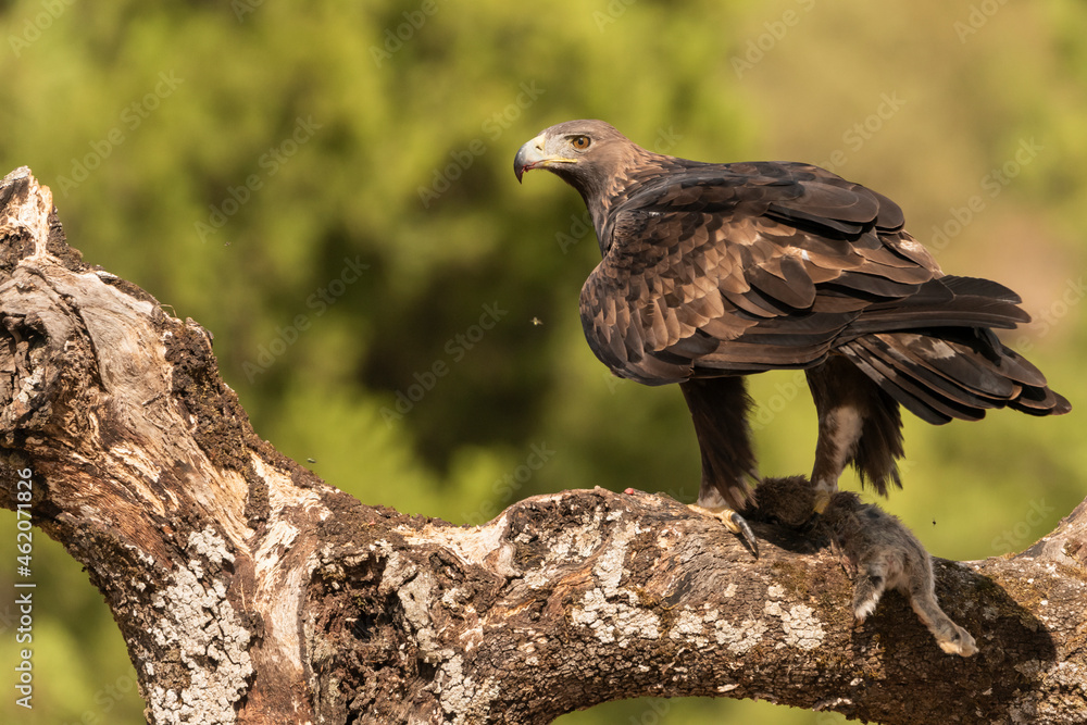 Obraz premium Águila real con su presa de conejo en el posadero (Aquila chrysaetos)
