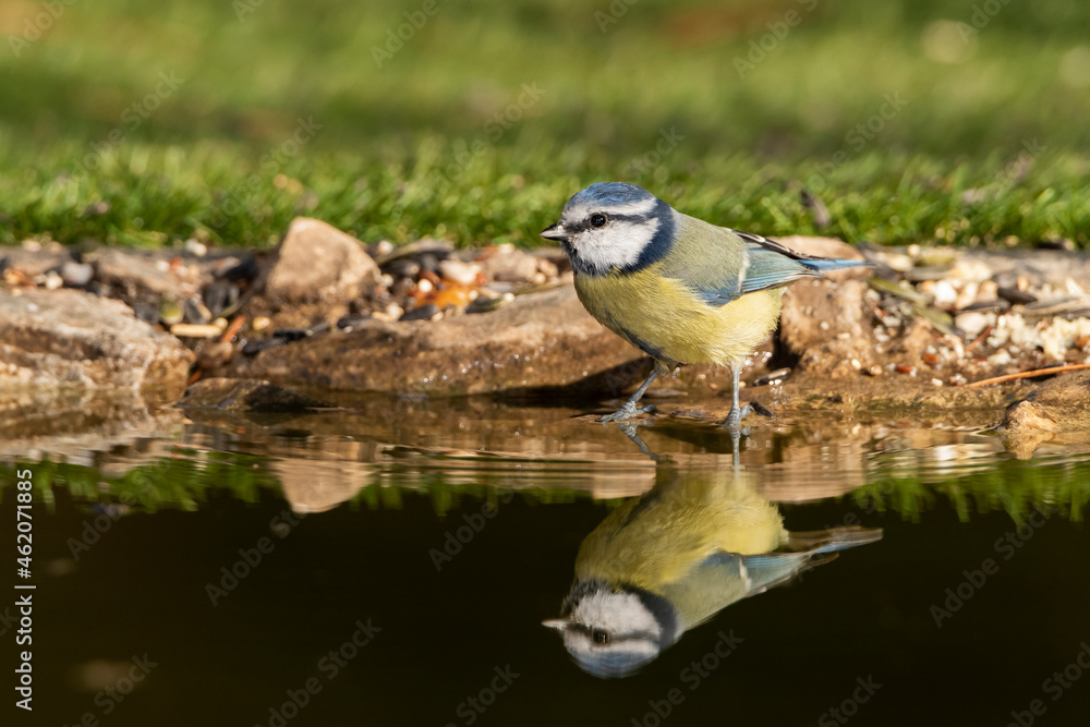 herrerillo común bebiendo y reflejado en el agua del estanque del bosque(Cyanistes caeruleus)​ 