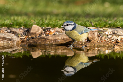herrerillo común bebiendo y reflejado en el agua del estanque del bosque(Cyanistes caeruleus)​  © JOSE ANTONIO
