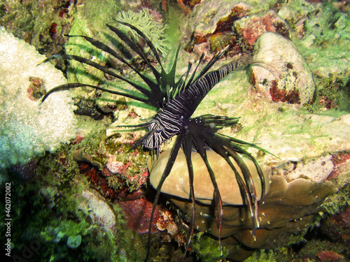 Russels Lionfish (Pterois Russelli) in the filipino sea April 30, 2009 photo