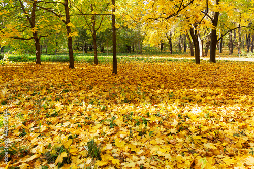 Yellow fallen maple leaves on the ground in the park on a sunny day. Golden autumn. Beautiful landscape.