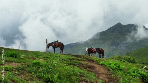 Shot of horses grazing on a leash near a mountain range. Abkhazia Gagra, Ancho Pass. Shot on BMPCC 6K