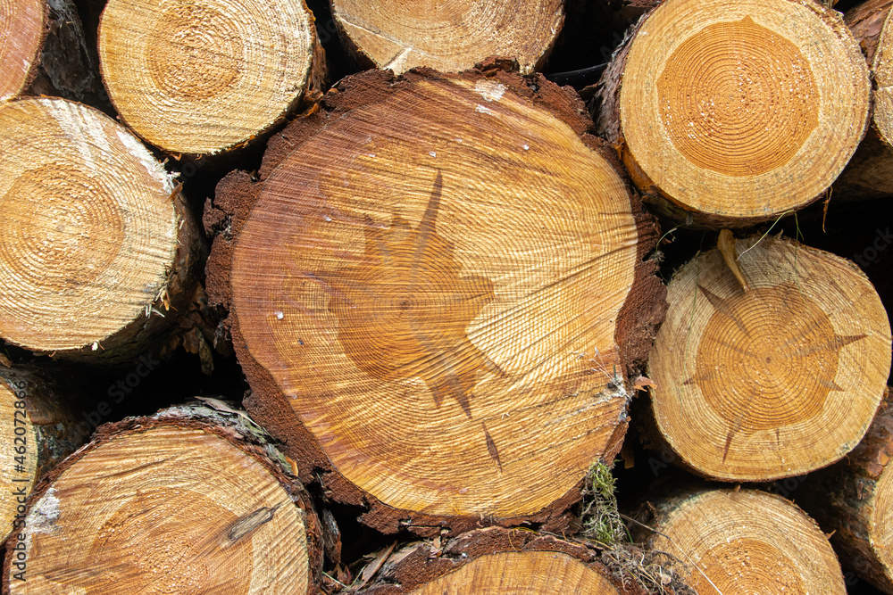 A stacked wooden logs, close up. A stacked wooden logs, close up.