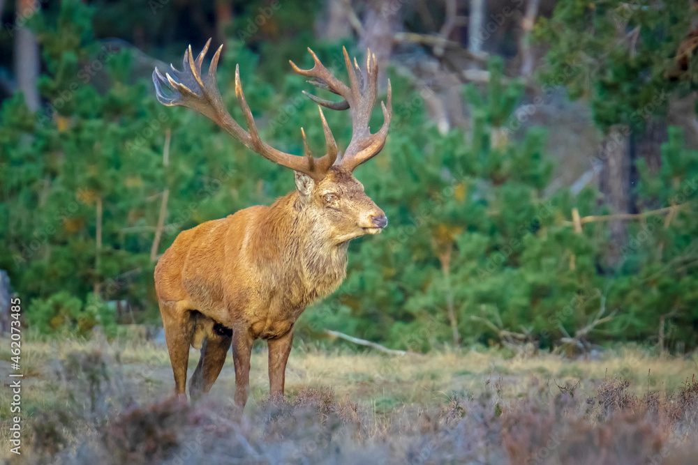 Obraz premium Male red deer stag, cervus elaphus, rutting