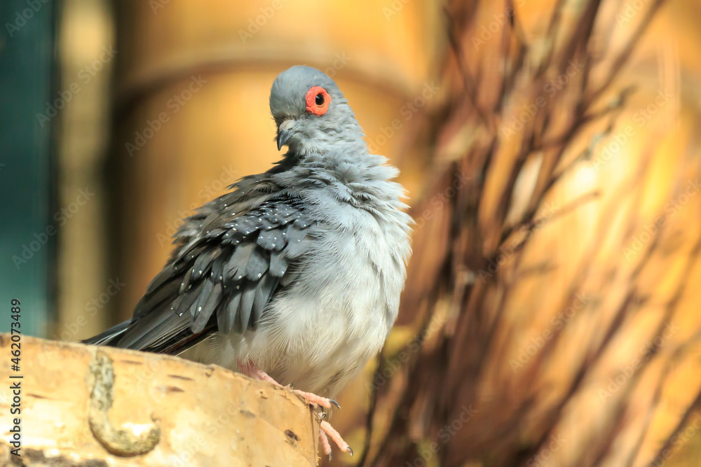 Diamond dove, Geopelia cuneata, perched Diamond dove, Geopelia cuneata, perched