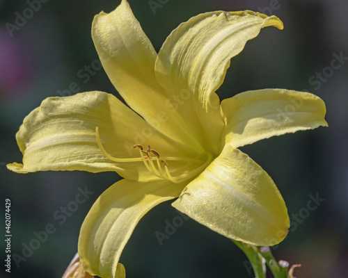 Gelbe Blüte im Sommer