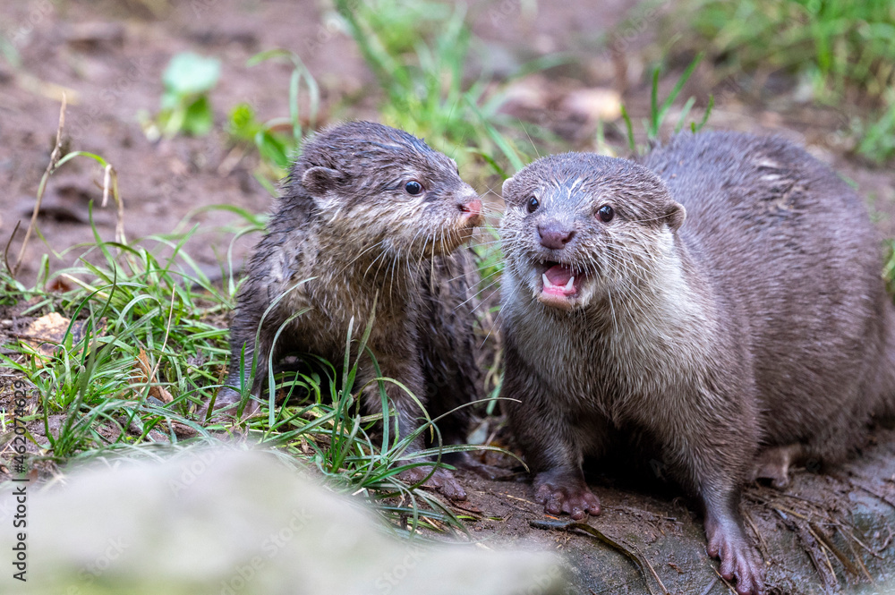 Fototapeta premium Otter Nachwuchs