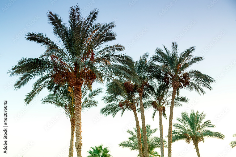 Landscape of date palms against the background of the evening cloudless sky.