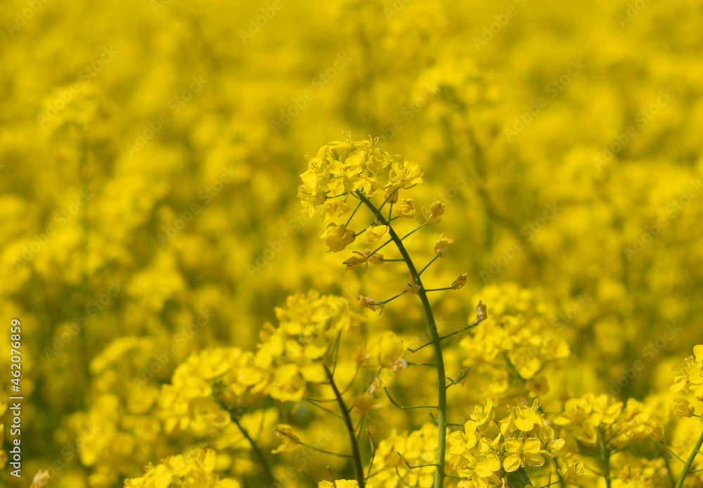 A bright sunny rapeseed inflorescence against a blurry background of a yellow rapeseed field. A bright sunny rapeseed inflorescence against a blurry background of a yellow rapeseed field.
