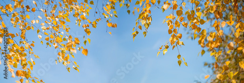 autumn leaves against blue sky