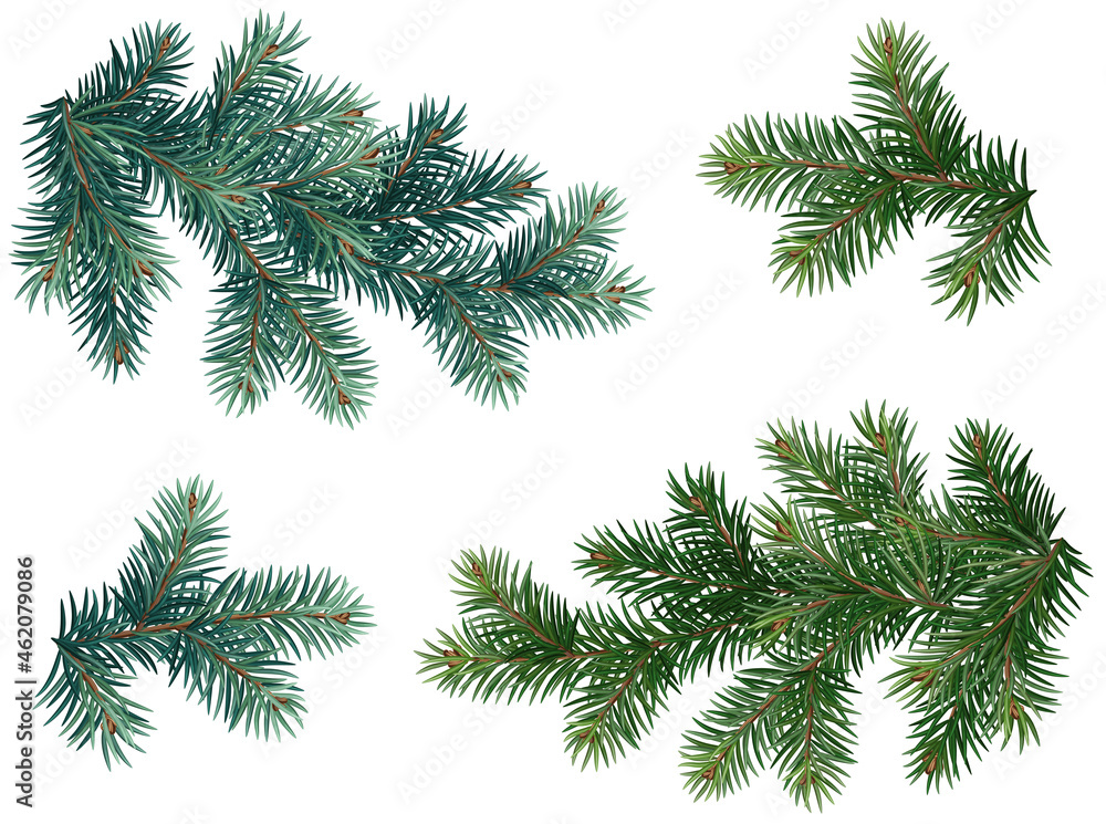 Realistic vector Christmas isolated tree branches. Blue and green fir