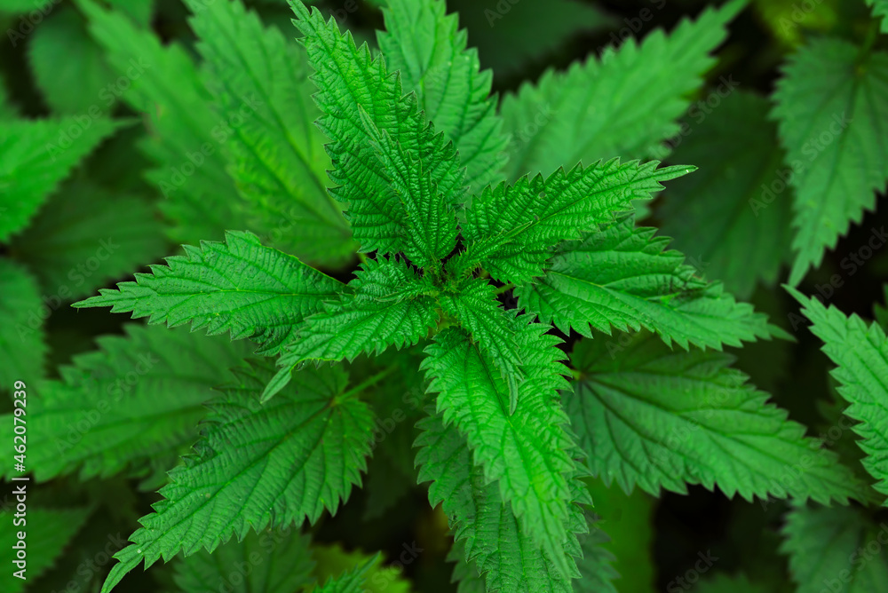 Natural herbal medicine background - bunch of common nettle (Urtica dioica) in close-up Natural herbal medicine background - bunch of common nettle (Urtica dioica) in close-up