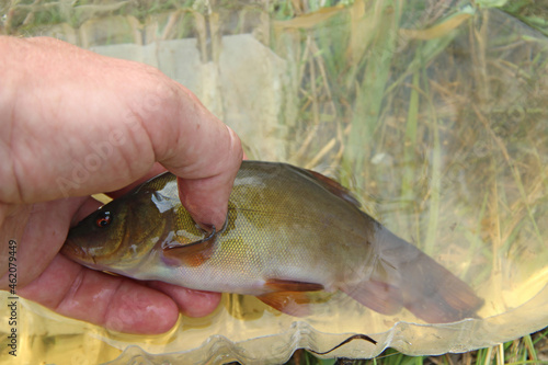 Fototapeta Naklejka Na Ścianę i Meble -  Big tench lying on human hand. Caught tenches in basin. Successful fishing