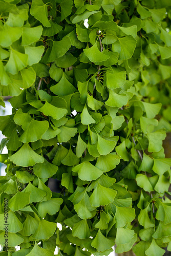 Closeup shot of ginkgo (Ginkgo biloba) tree leaves growing in the garden photo